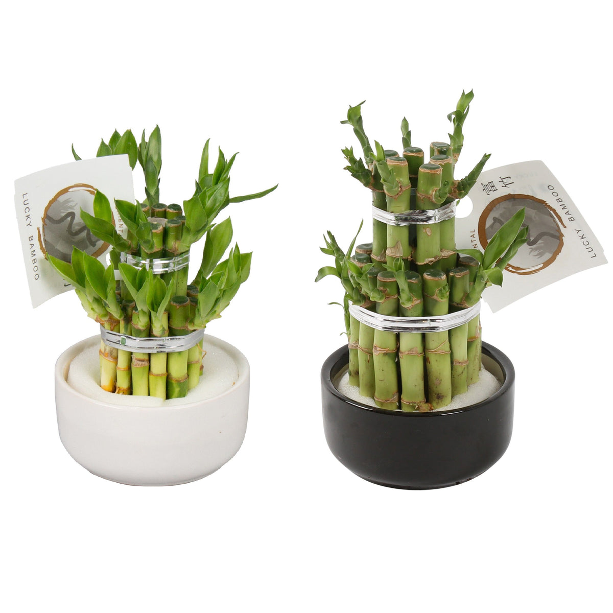 Drac. Lucky Bamboo 18cm 9cm Pot