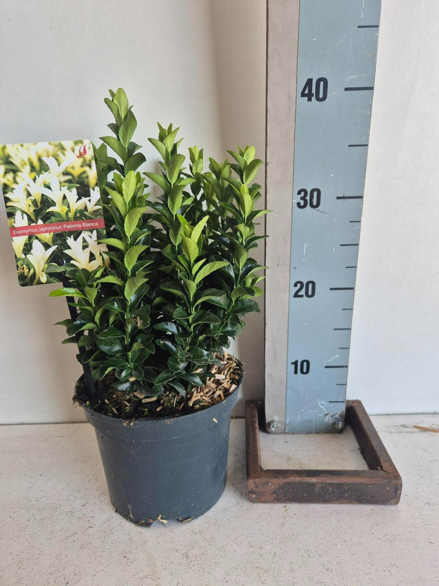 Euonymus Paloma Blanca 30cm 17cm Pot