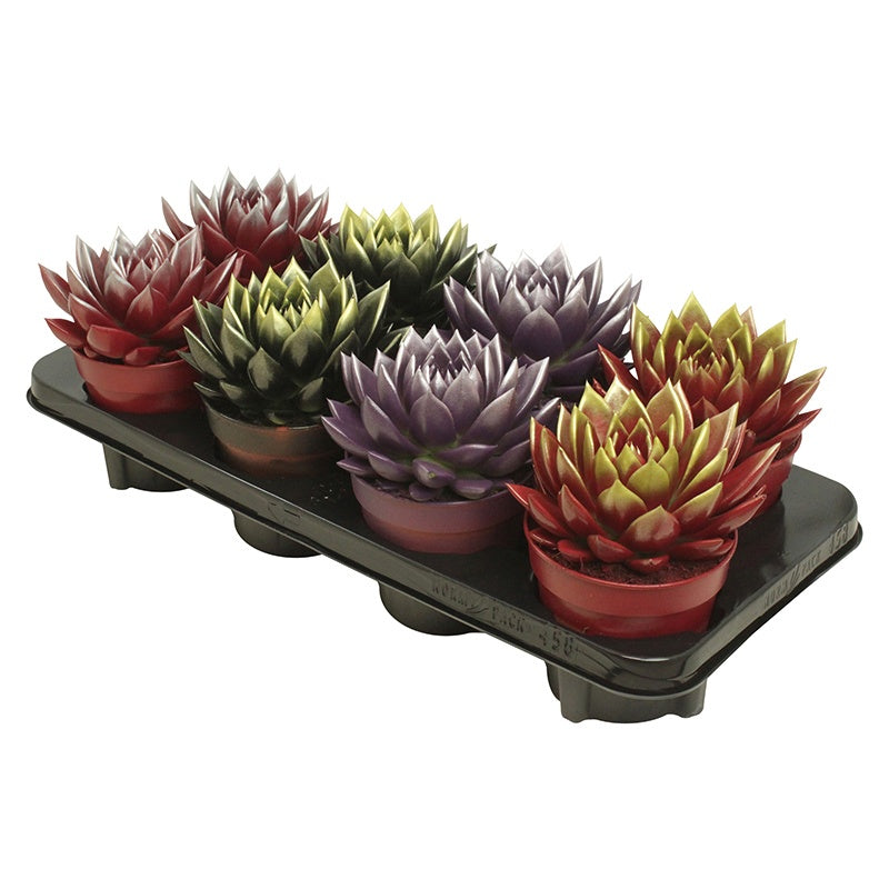 Echeveria Miranda 15cm 12cm Pot