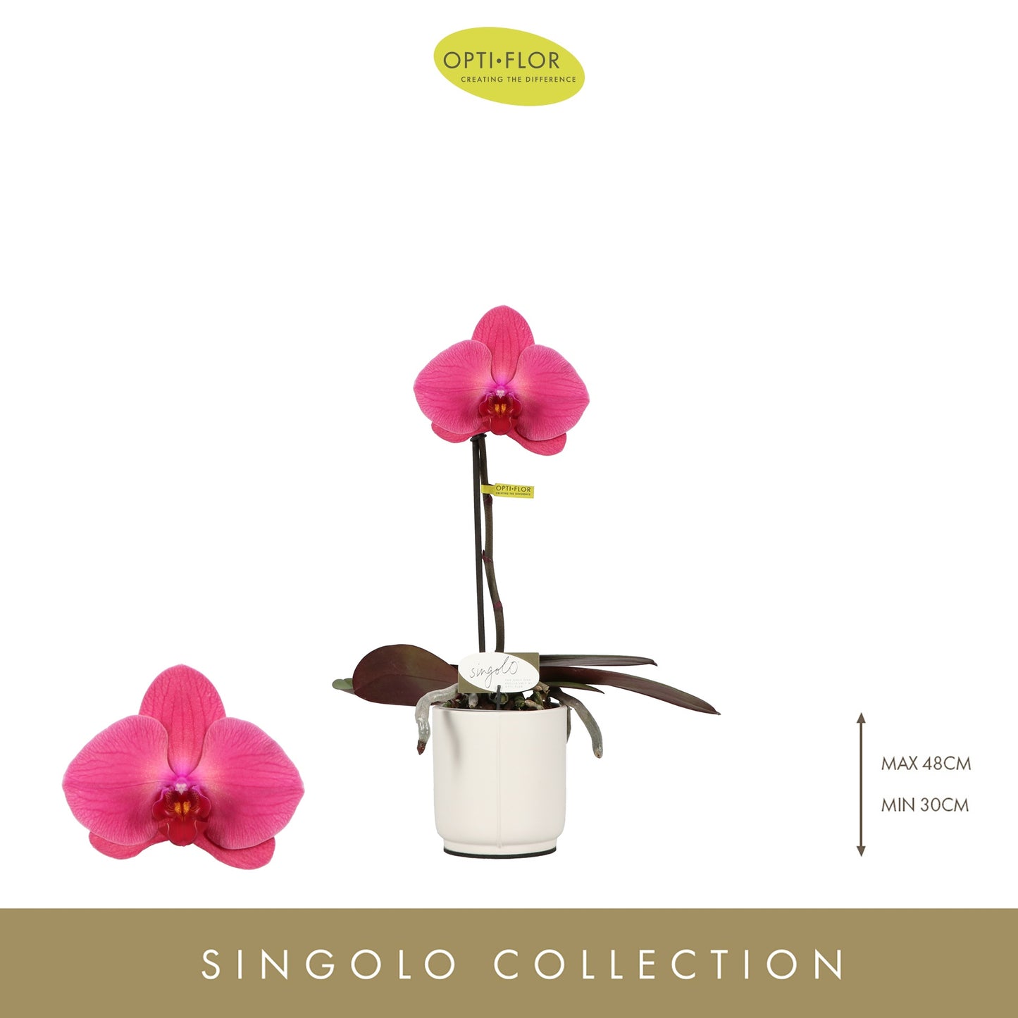 Phalaenopsis Singolo Hida (+ drp.ceramic) 40cm 9cm Pot