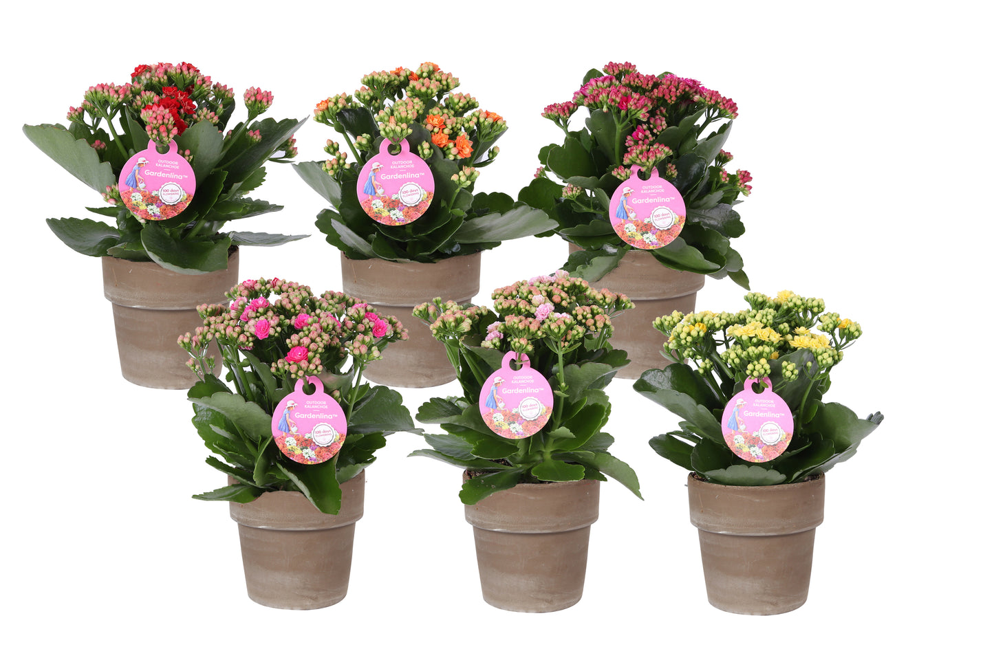 Kalanchoe double Gardenlina mix 27cm 12cm Pot