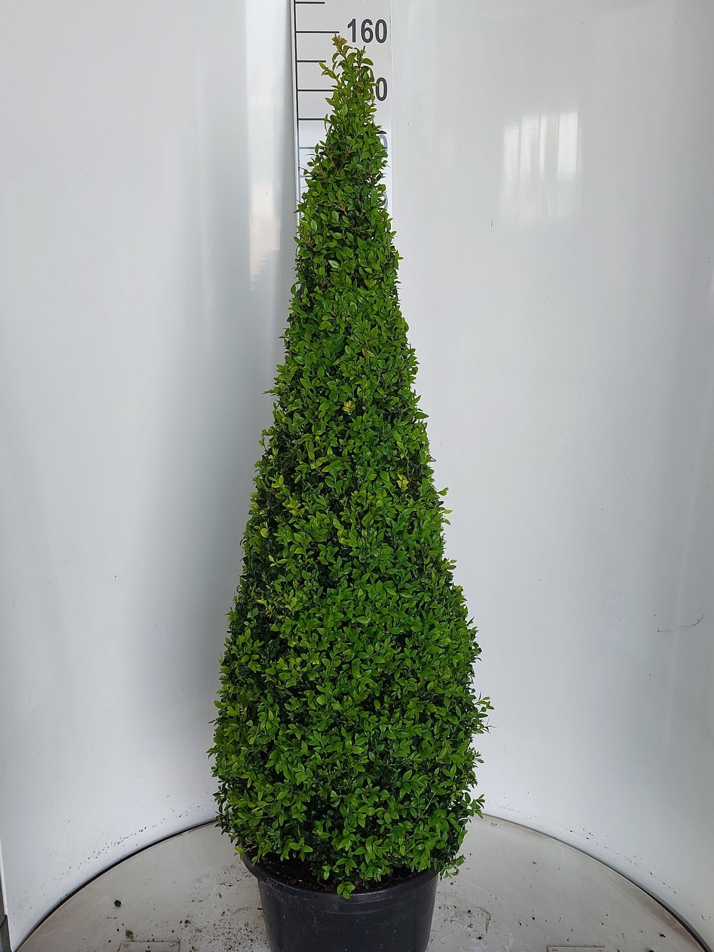 Buxus sempervirens ball 155cm 38cm Pot