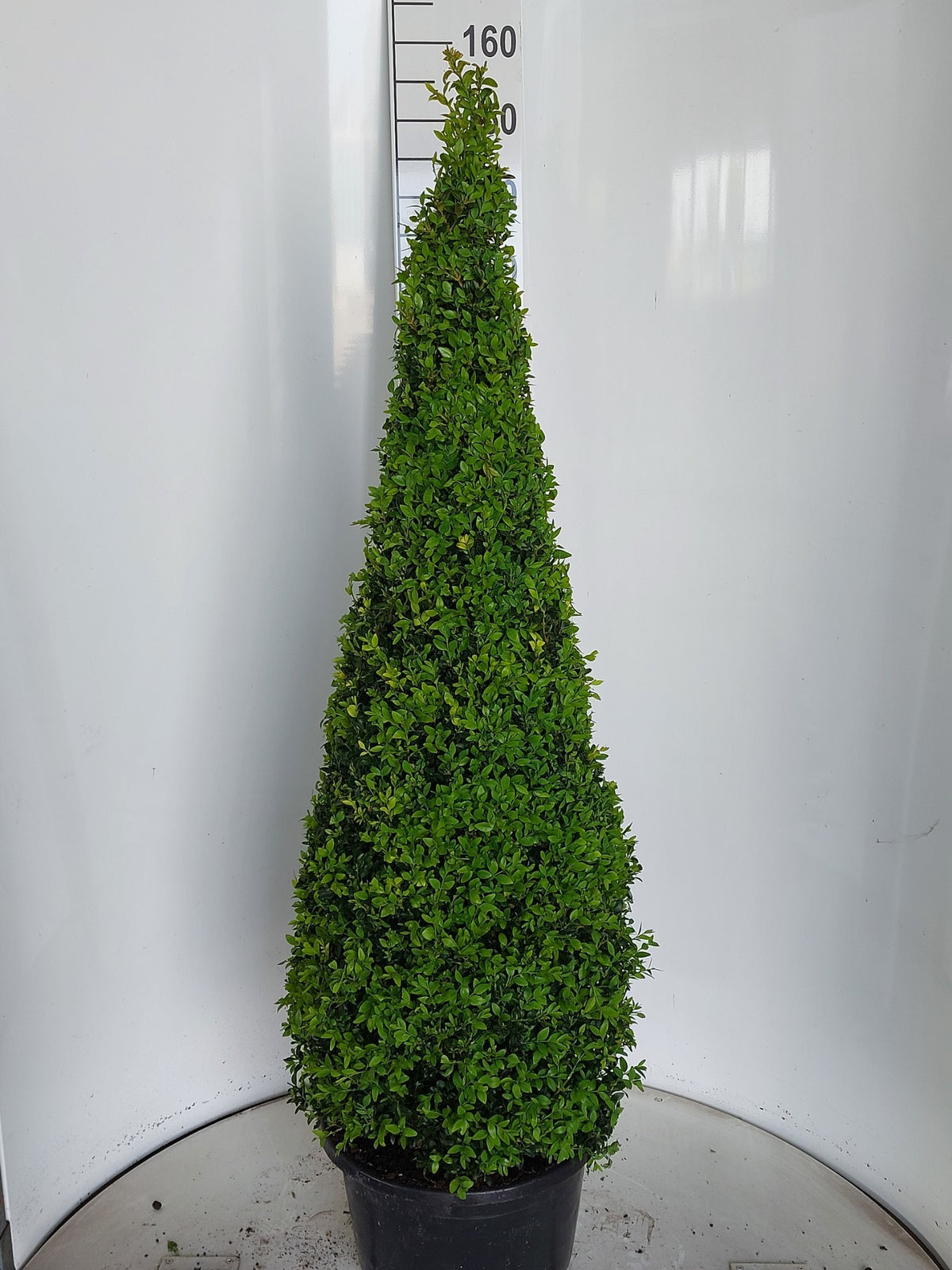 Buxus sempervirens ball 155cm 38cm Pot