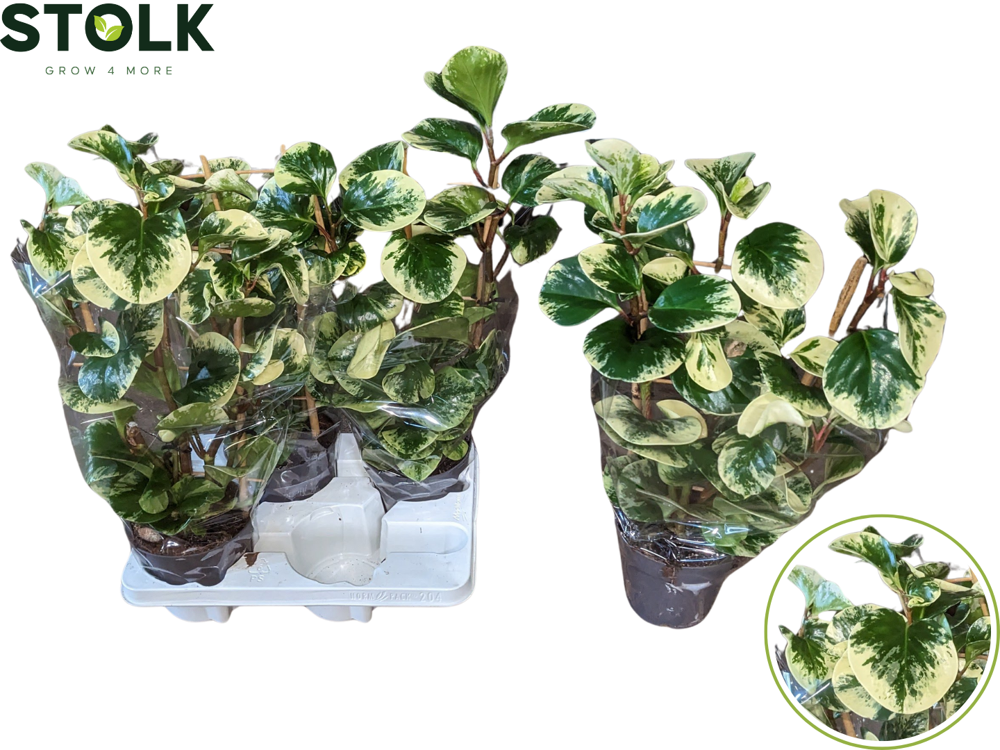 Peperomia Obtipan Bicolor 50cm 14cm Pot