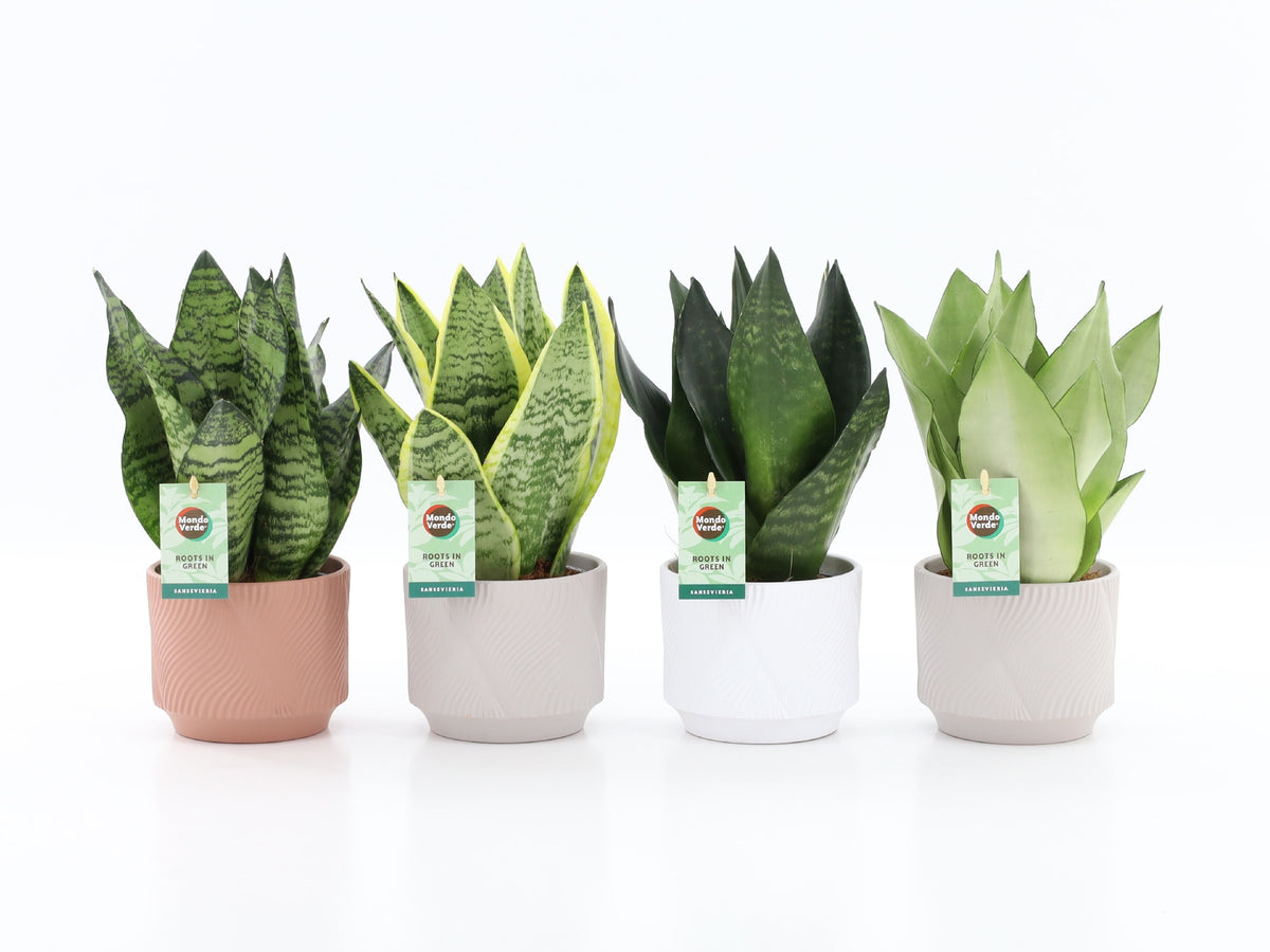 Sansevieria 35cm 13cm Pot