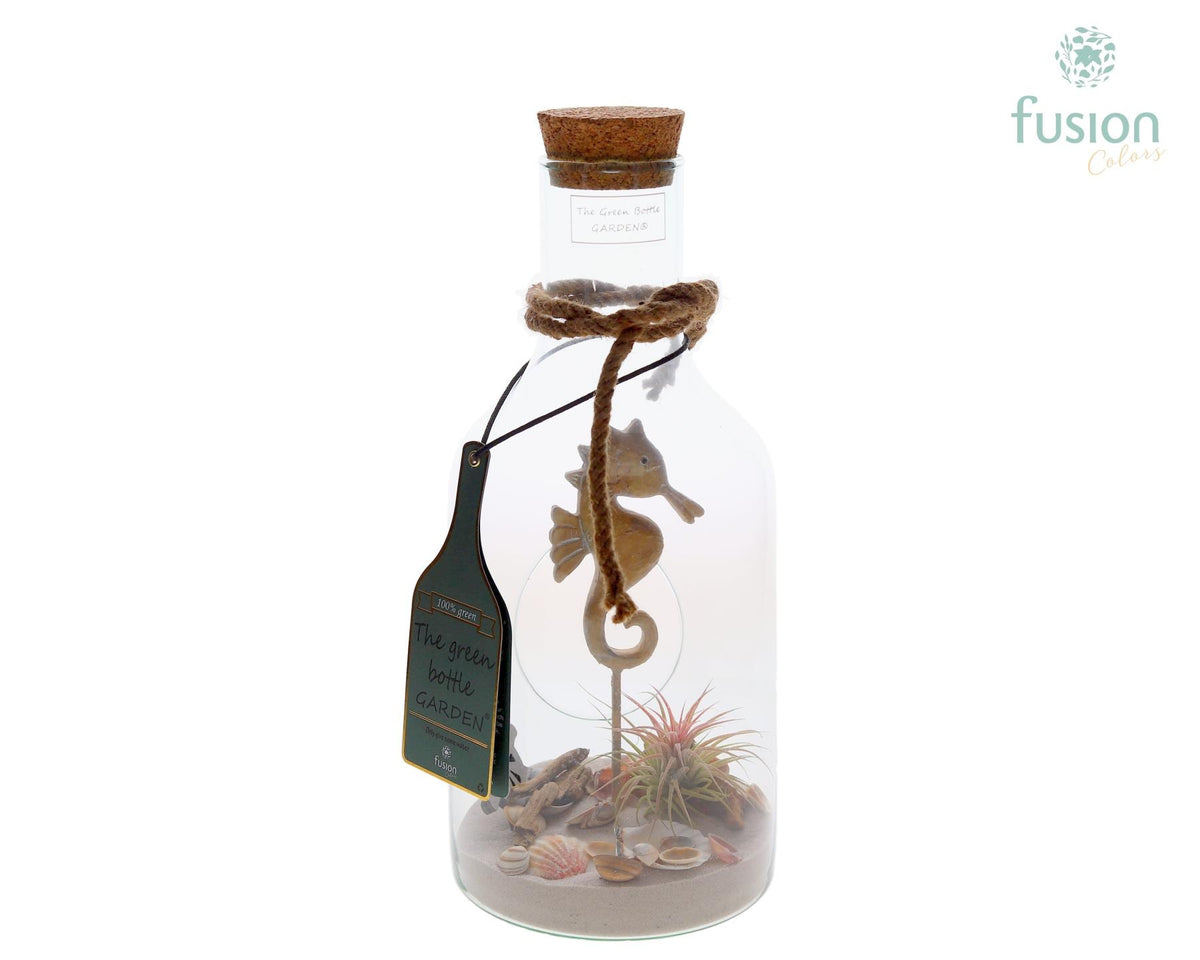 arr. Tillandsia 35cm 15cm Pot