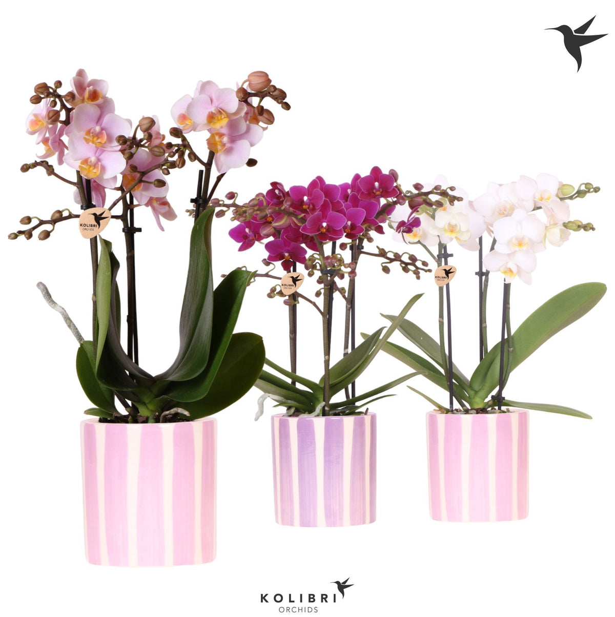 Phalaenopsis mix 40cm 9cm Pot