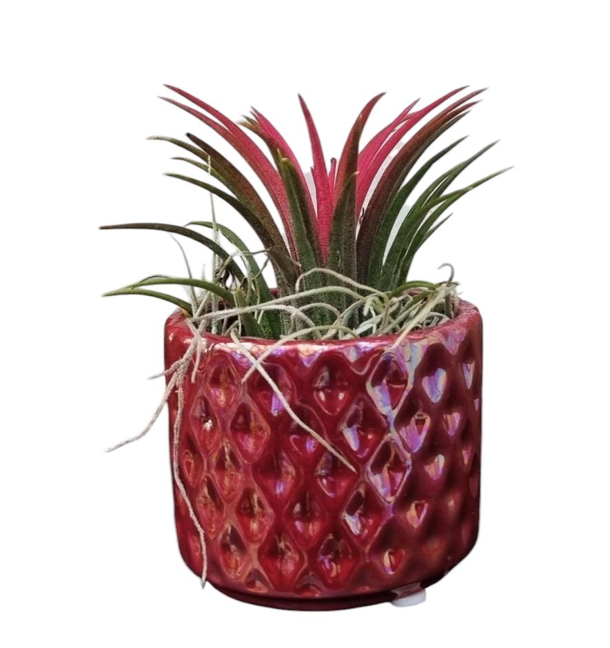 Tillandsia cyanea 11cm 6cm Pot