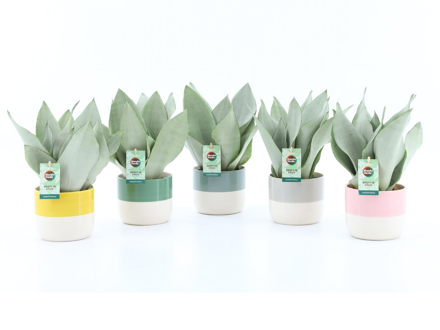 Sansevieria Moonshine 35cm 13cm Pot