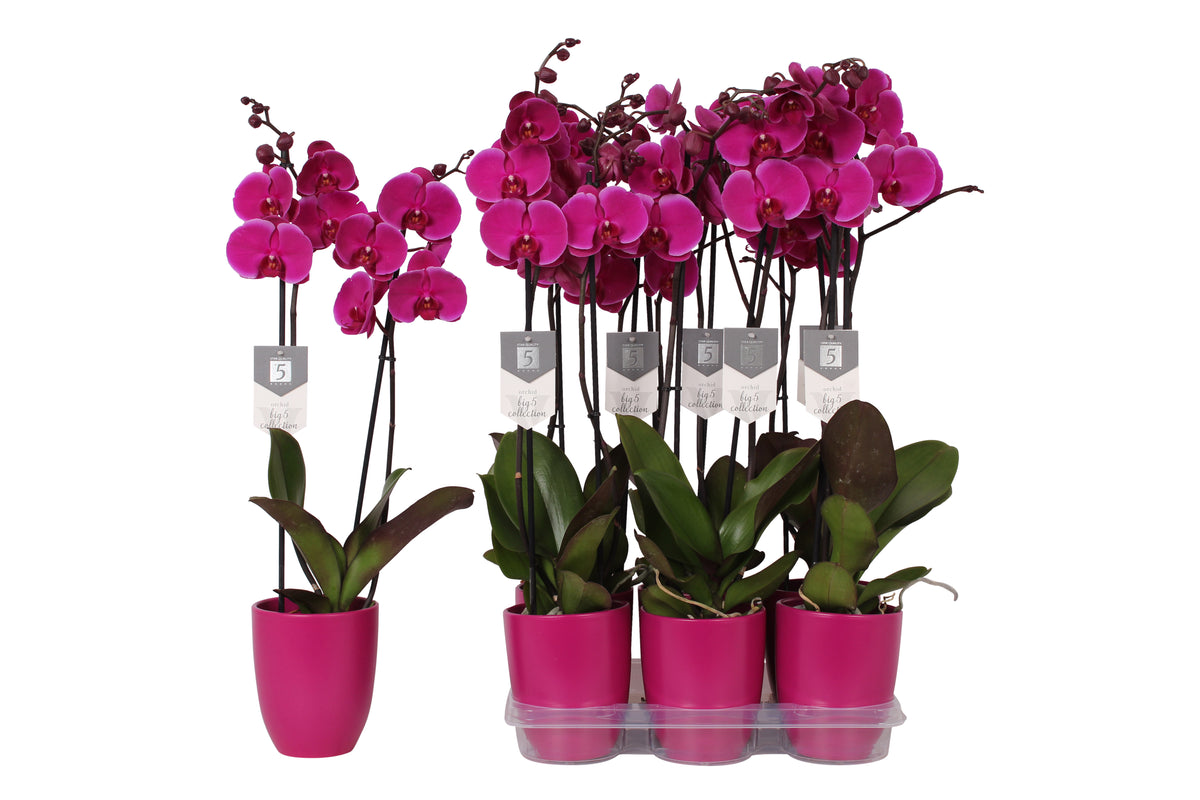 Phalaenopsis Johannesburg 70cm 12cm Pot
