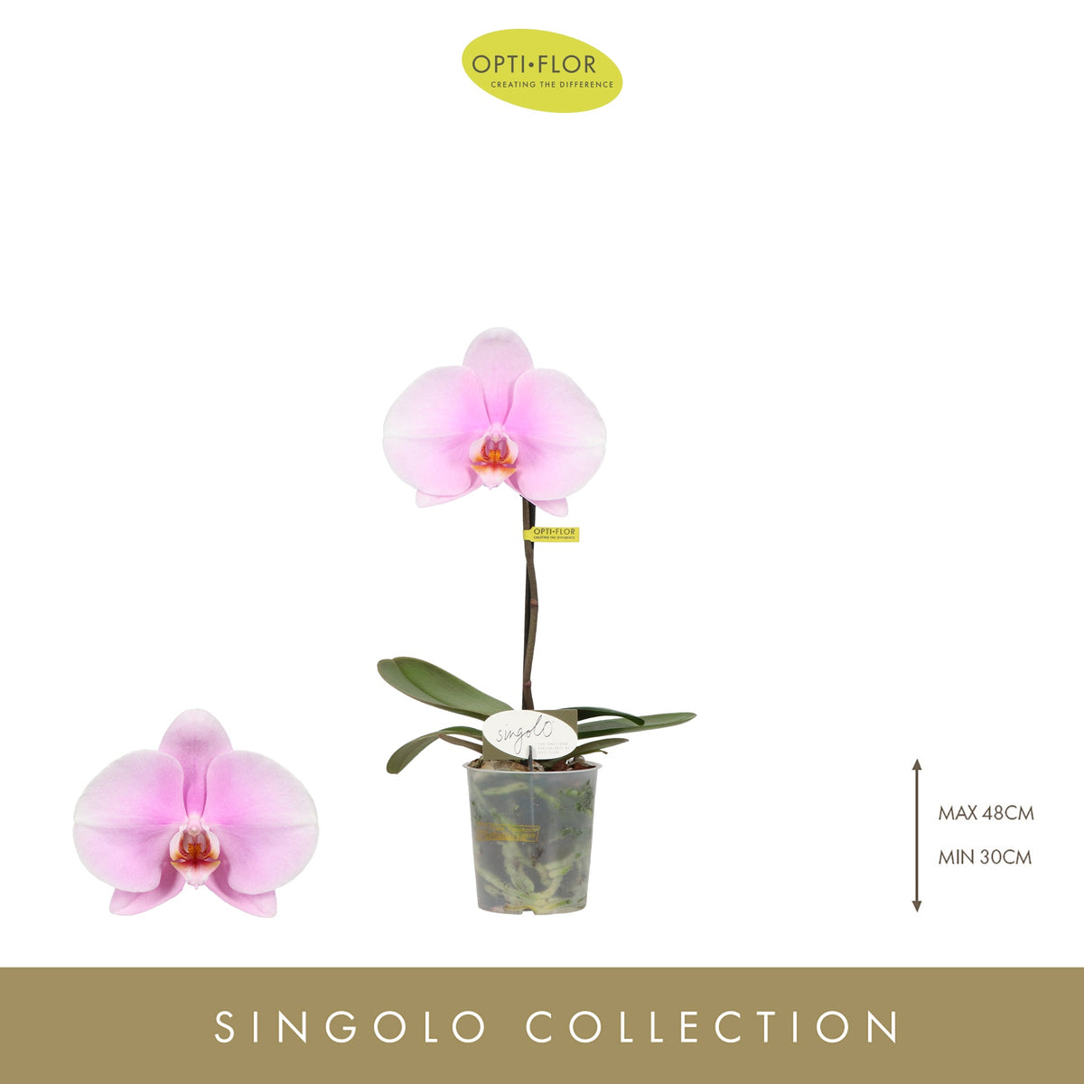 phalaenopsis-singolo-mino-40cm-9cm-pot