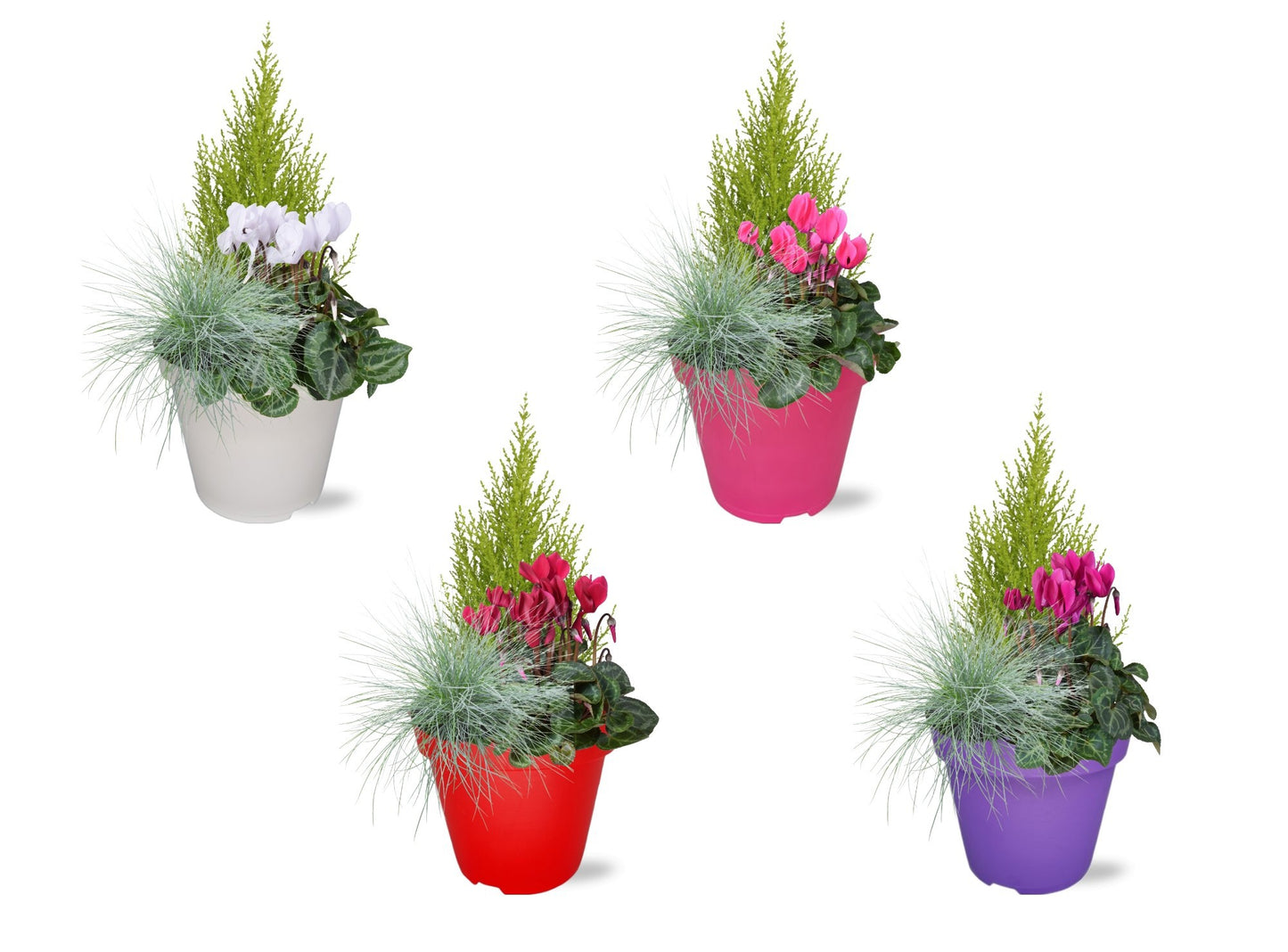 Adrichem Potplanten Bedding plants mixpot Pack of 6