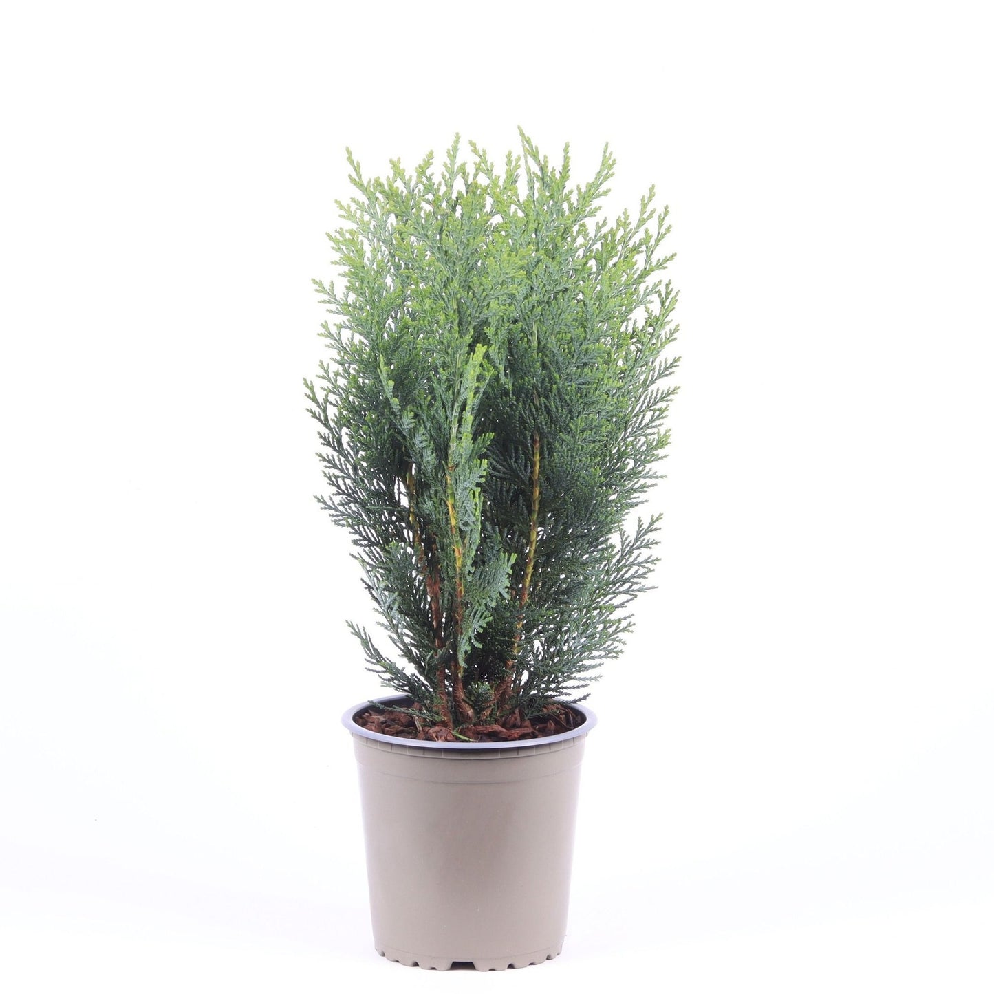 Chamaecyparis lawsoniana Columnaris 40cm 13cm Pot
