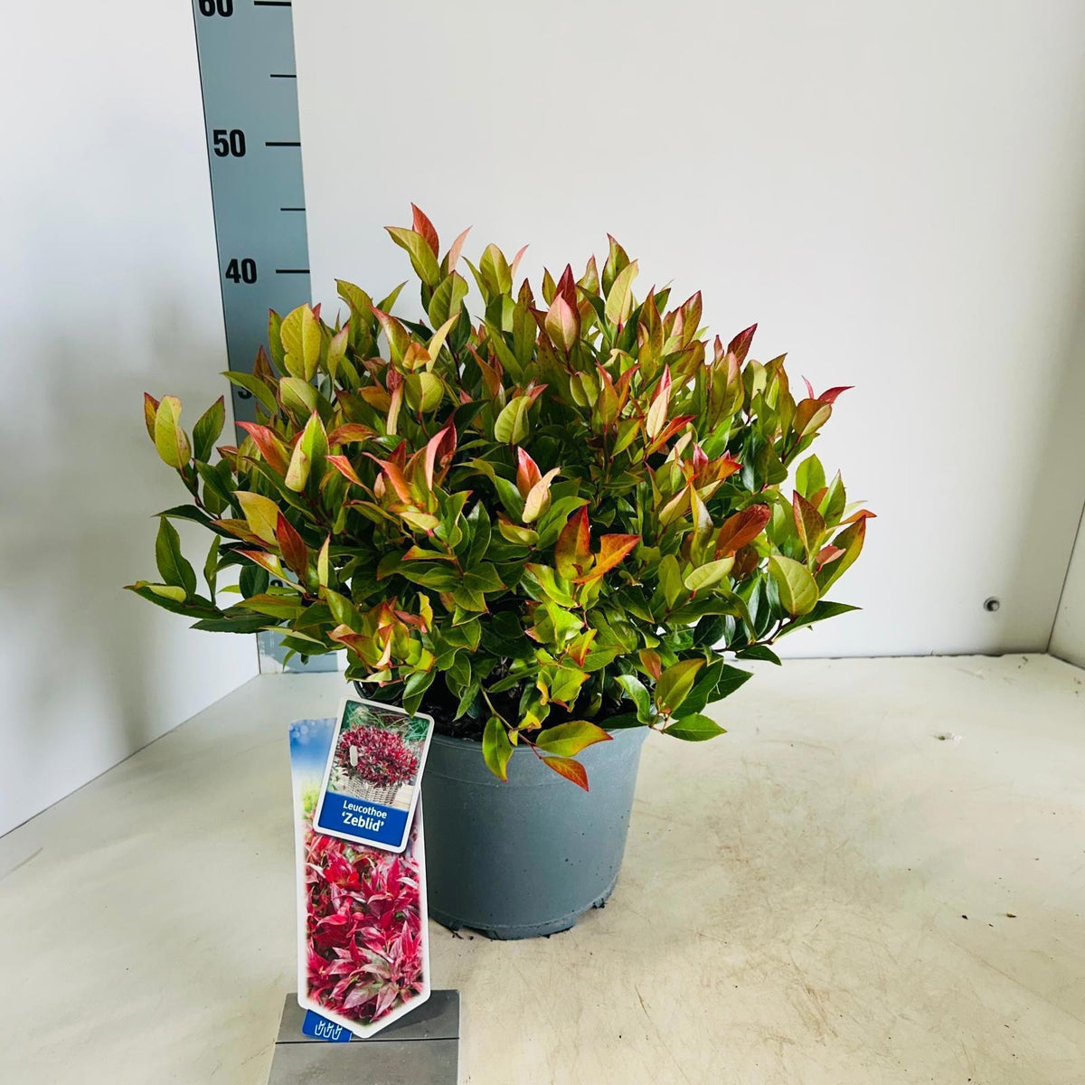 Leucothoe Zeblid 40cm 23cm Pot