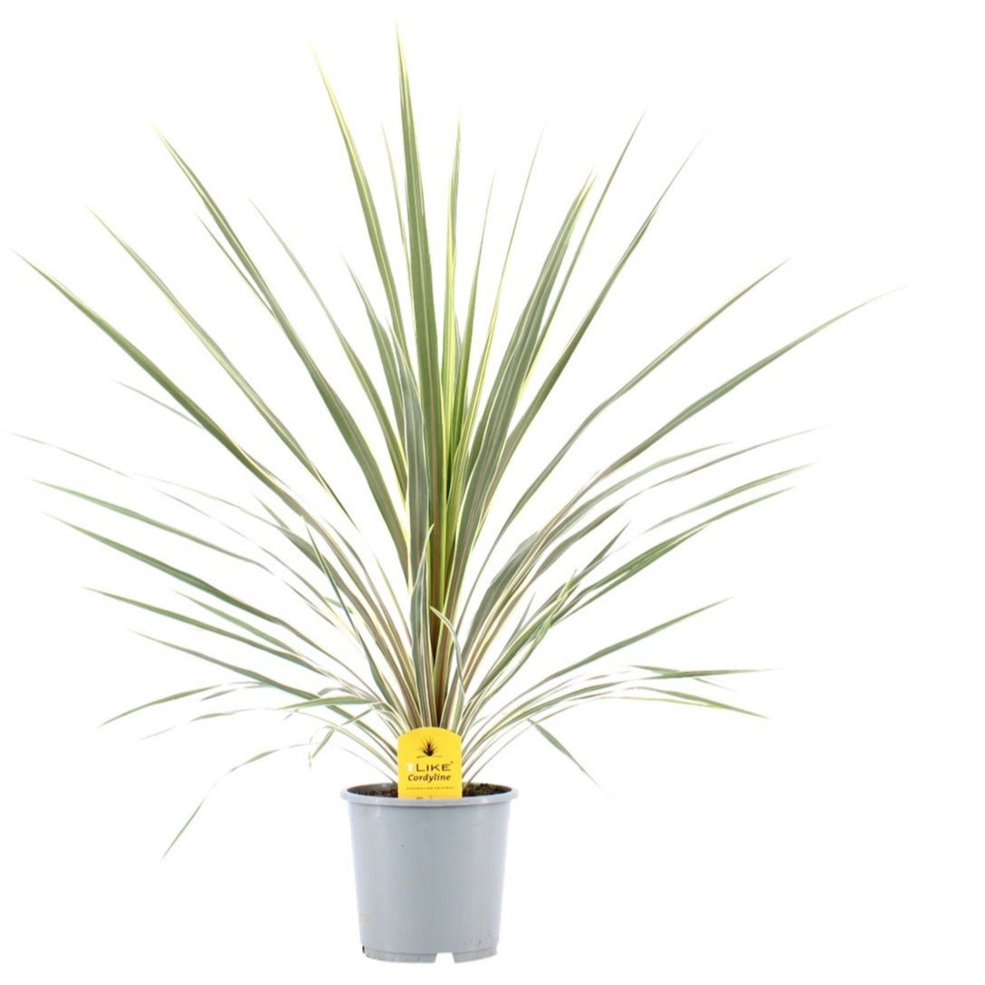 Cordyline australis Variegata 100cm 24cm Pot