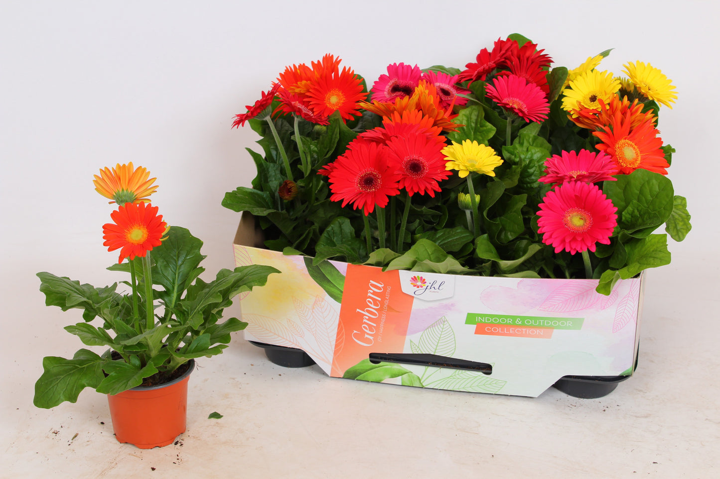 Gerbera Open Air mix 30cm 9cm Pot