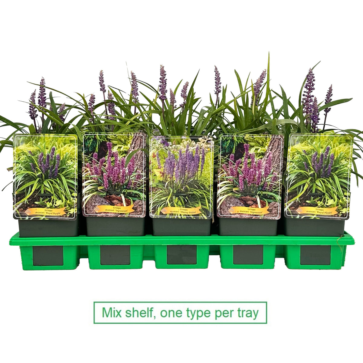 Liriope muscari 25cm 11cm Pot
