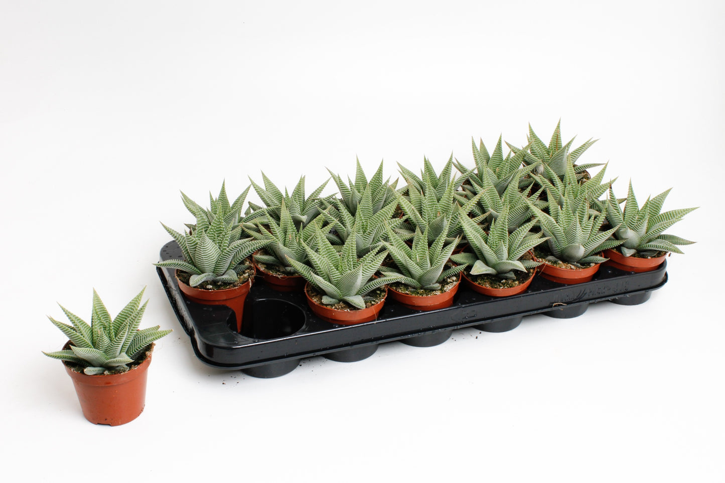 Haworthia Spider White 15cm 8.5cm Pot