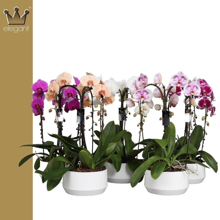 Bernhard New Variety Phalaenopsis Elegant cascade Pack of 2
