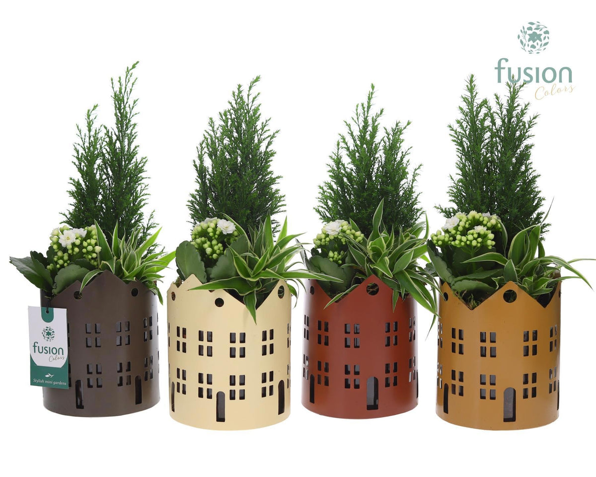 Zinken planter huisjes met Arrangement 3pp 35cm 13cm Pot