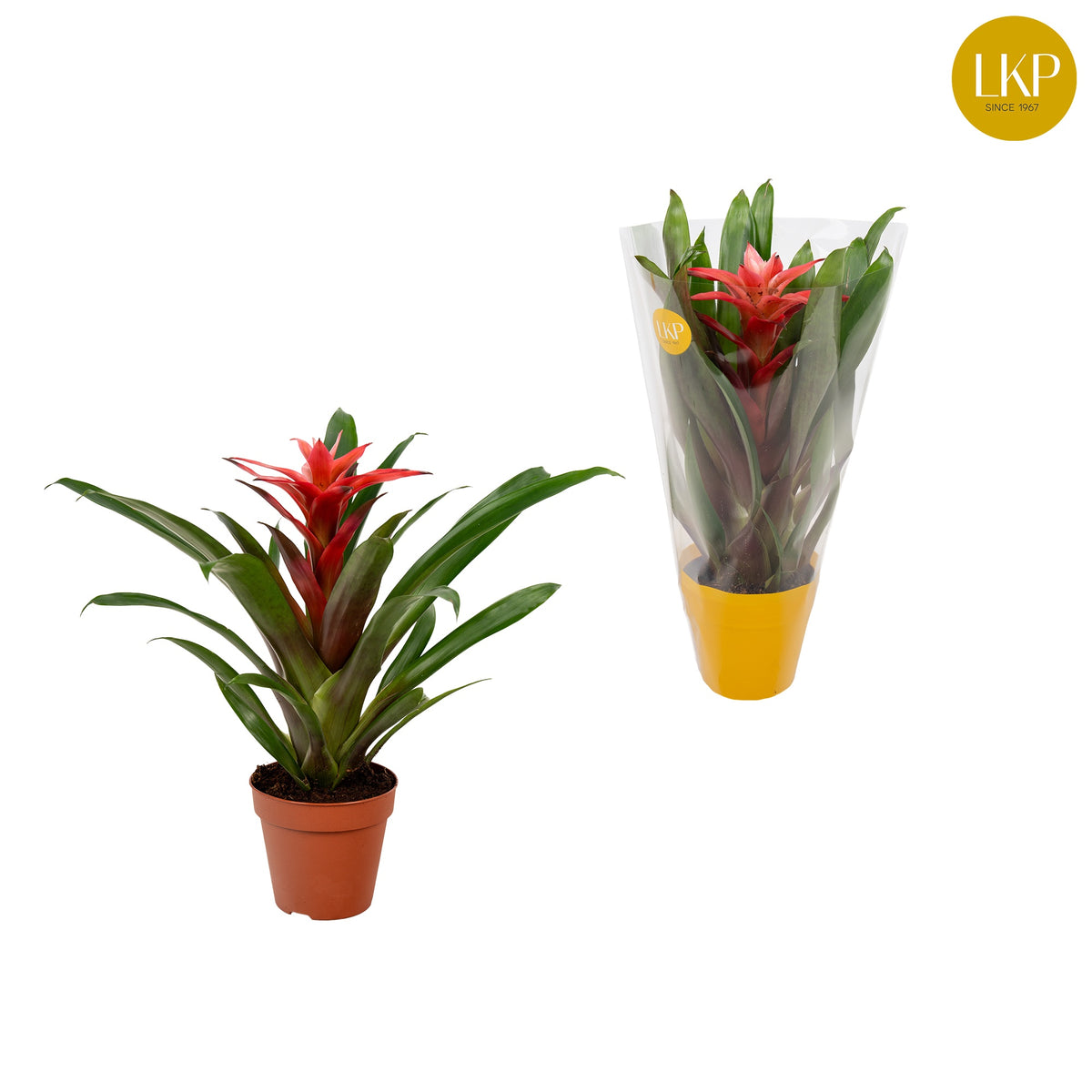 Guzmania Libby 30cm 10.5cm Pot