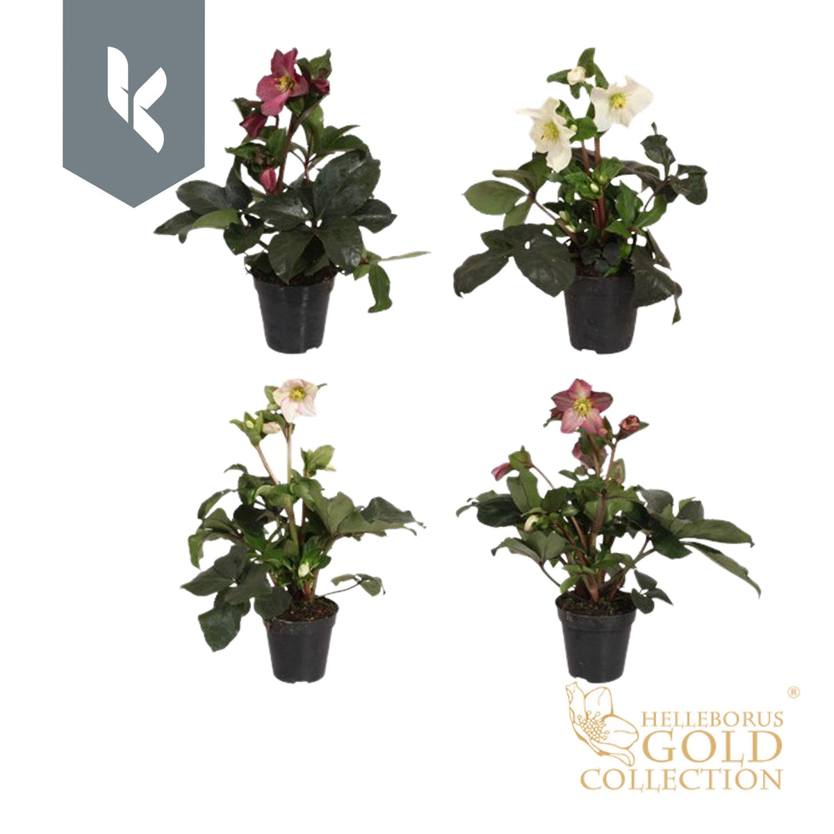 Helleborus Ice N' Roses mix 40cm 13cm Pot