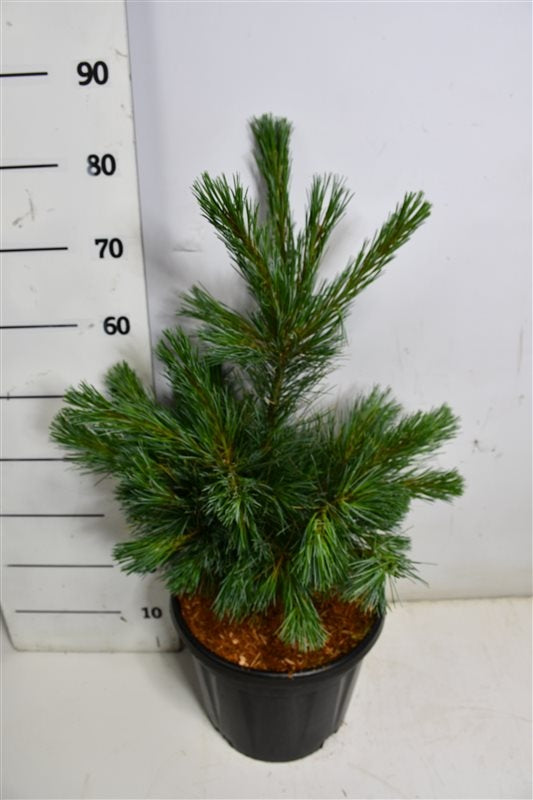 Pinus thunbergii 110cm 32cm Pot