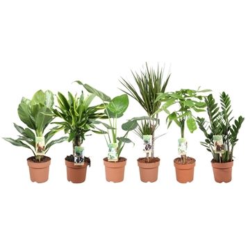 Foliage houseplants mix 70cm 17cm Pot