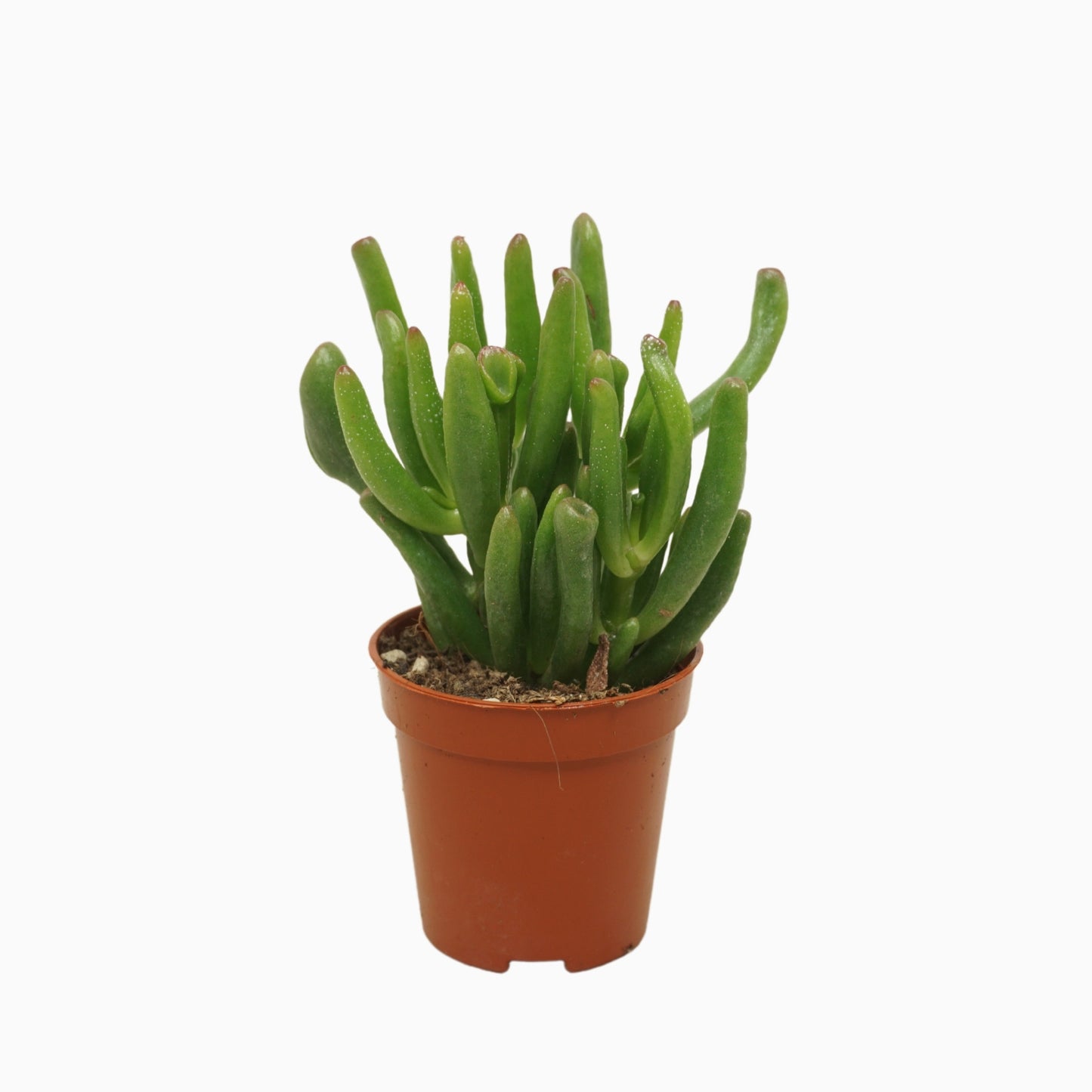 Crassula Gollum 8cm 5.5cm Pot