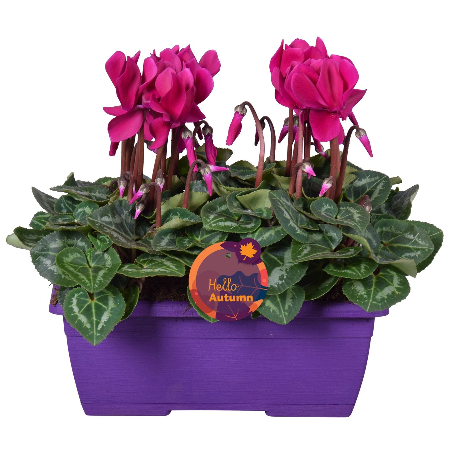 Adrichem Potplanten Cyclamen Allure purple Pack of 4