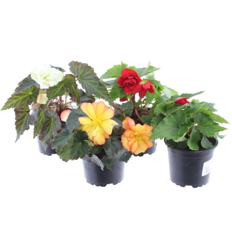 Begonia tub. Illumination mix 15cm 510cm Pot