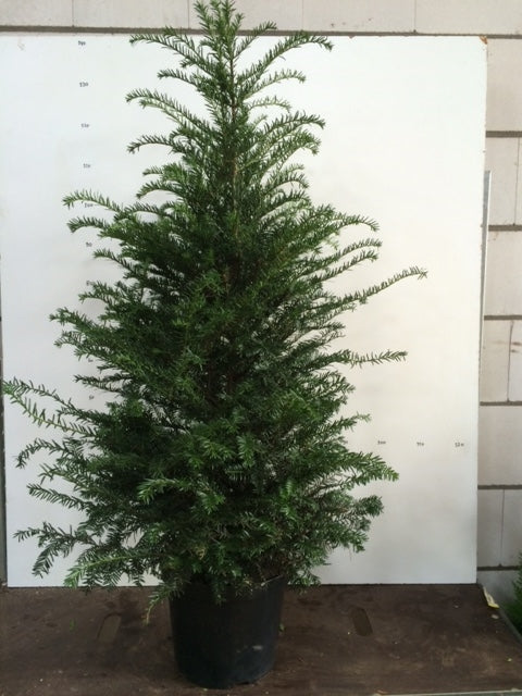 Taxus baccata 100cm 23cm Pot