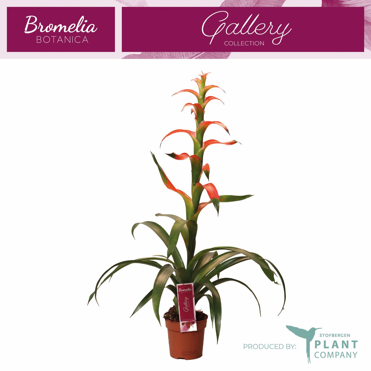 Guzmania Withmackii red 40cm 12cm Pot
