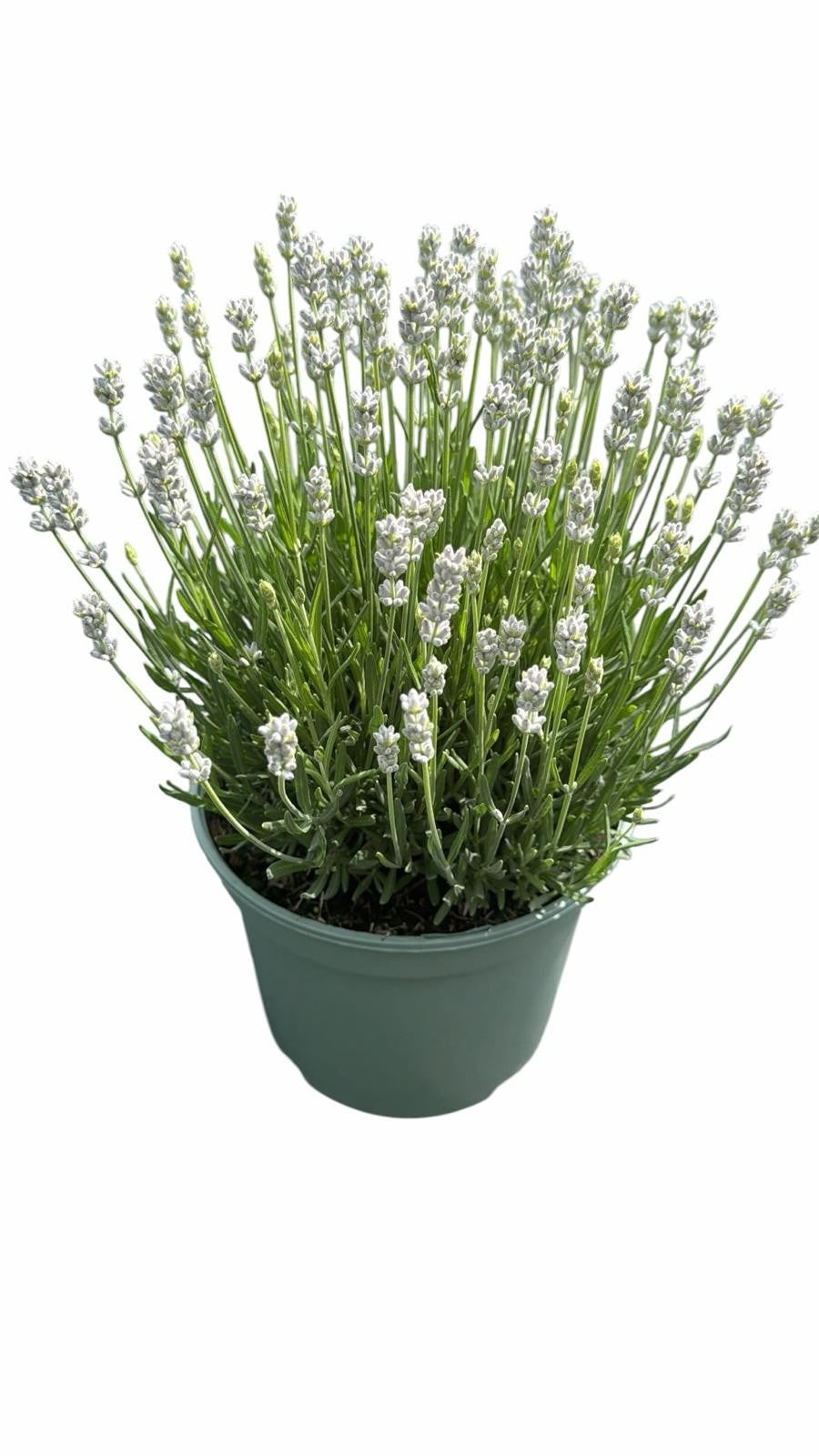 Lavandula ang. Aromance White 45cm 19cm Pot