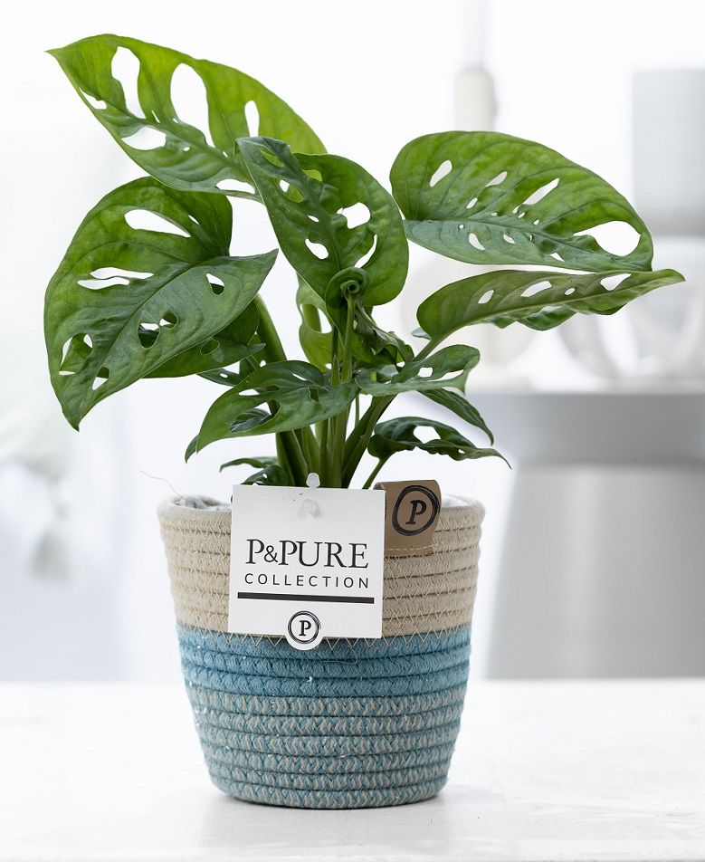 Monstera adansonii 20cm 12cm Pot