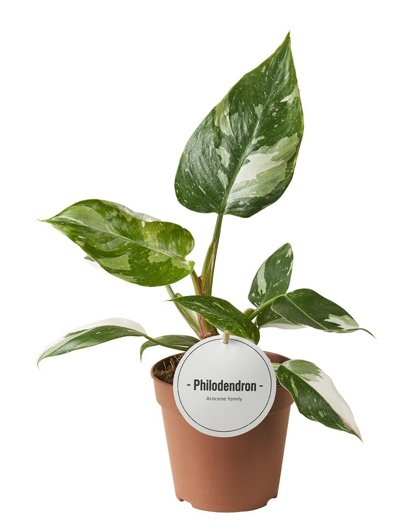 Philodendron White Princess 30cm 12cm Pot