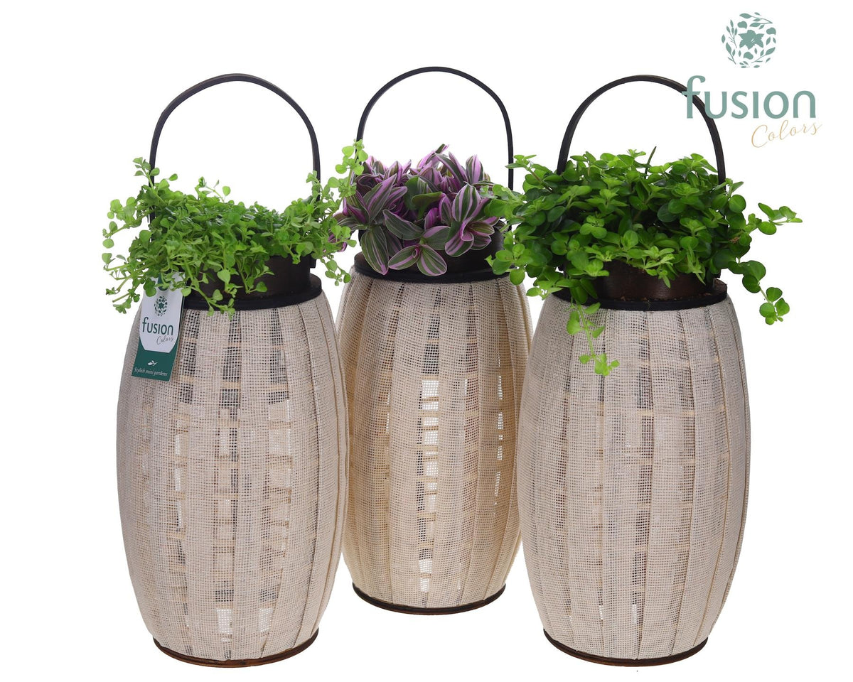 Houten Lantaarn met groene planten mix 43cm 23cm Pot