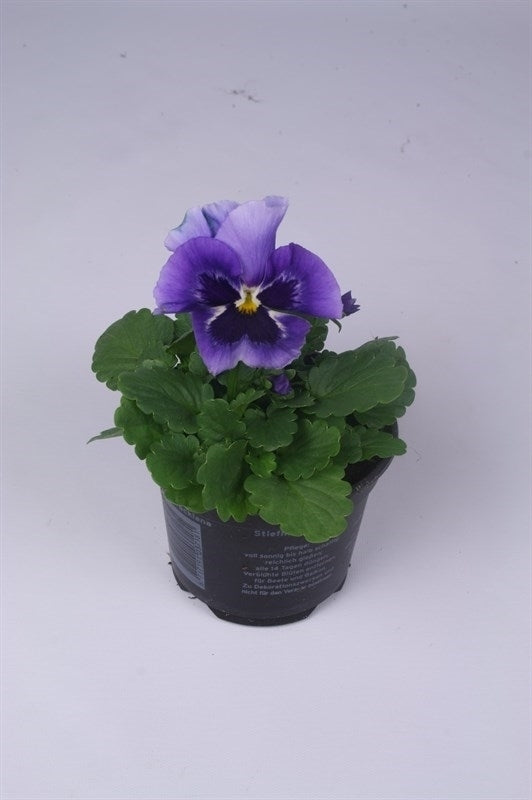 Viola Flair Light Blue 15cm 9cm Pot