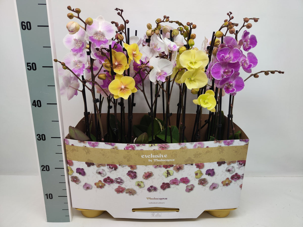 Phalaenopsis mix 10 colors 60cm 12cm Pot