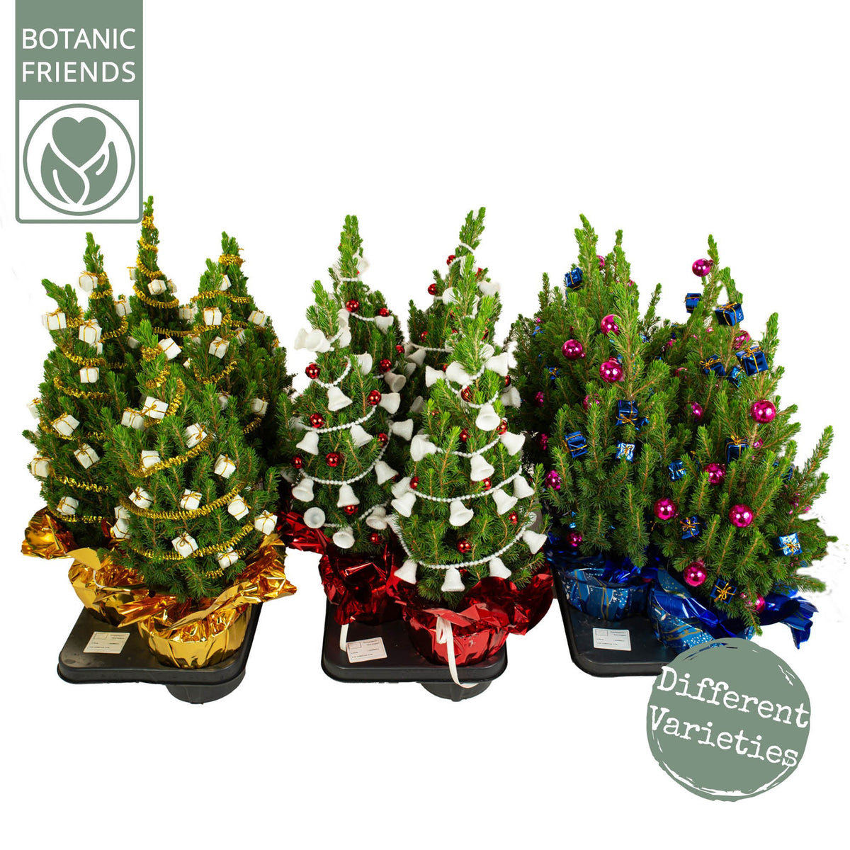 Picea 60cm 15cm Pot