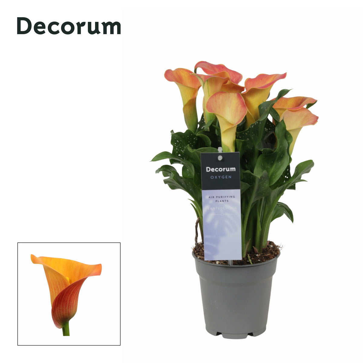 Zantedeschia Morning Sun 35cm 12cm Pot