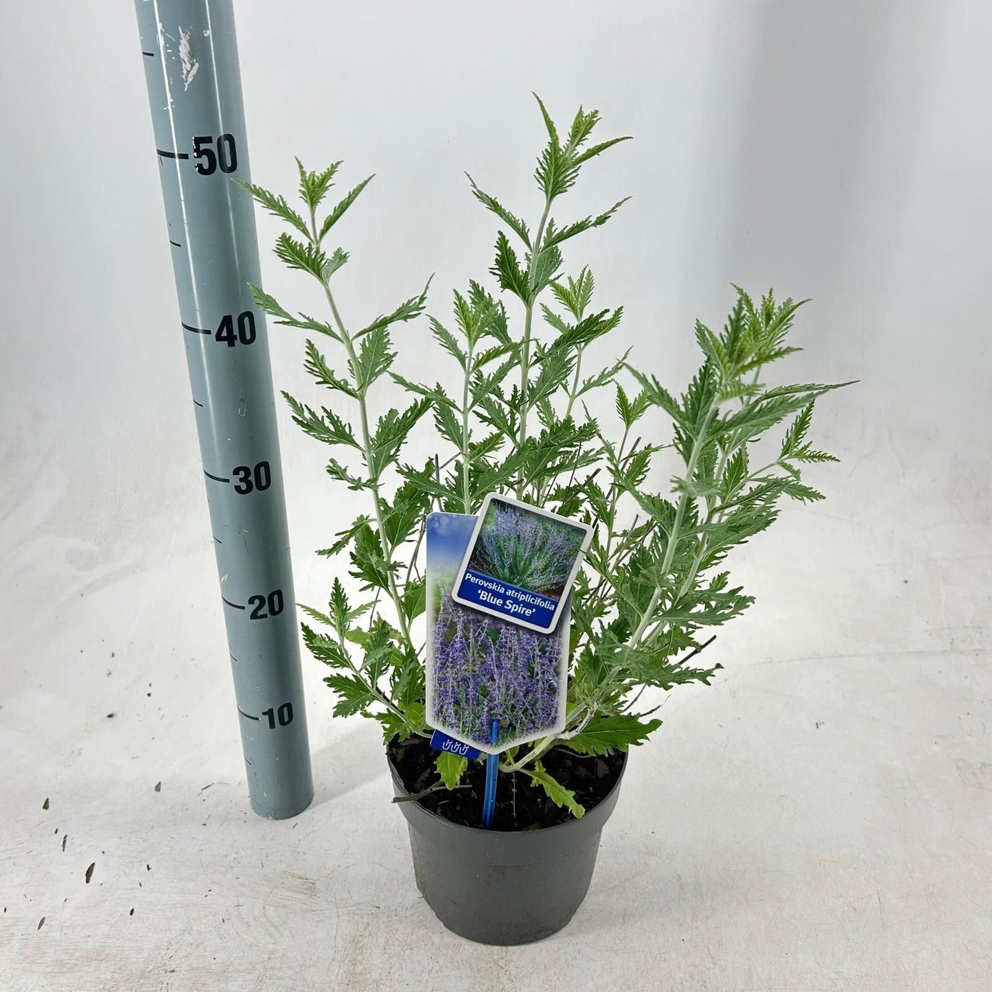 Perovskia Blue Spire 30cm 17cm Pot
