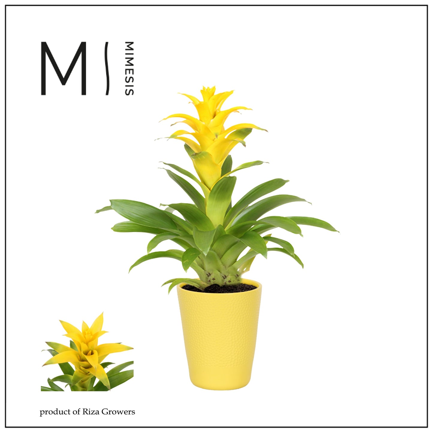 Guzmania Suerte Yellow 48cm 12cm Pot