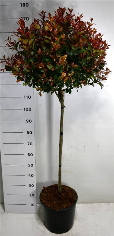 Photinia Carre Rouge 180cm 32cm Pot