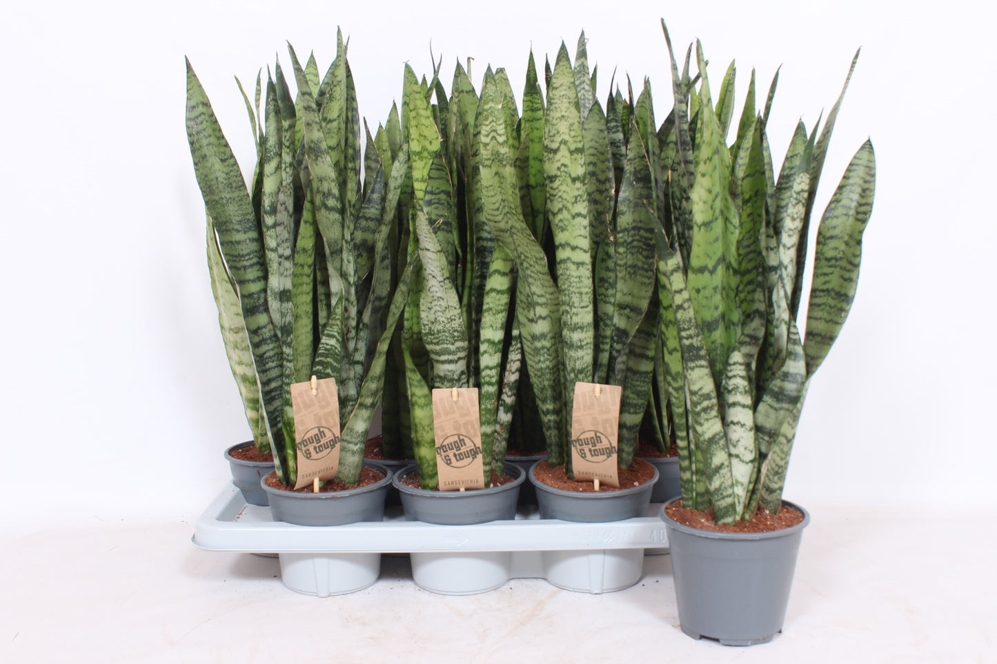 Sansevieria Zeylanica 55cm 14cm Pot