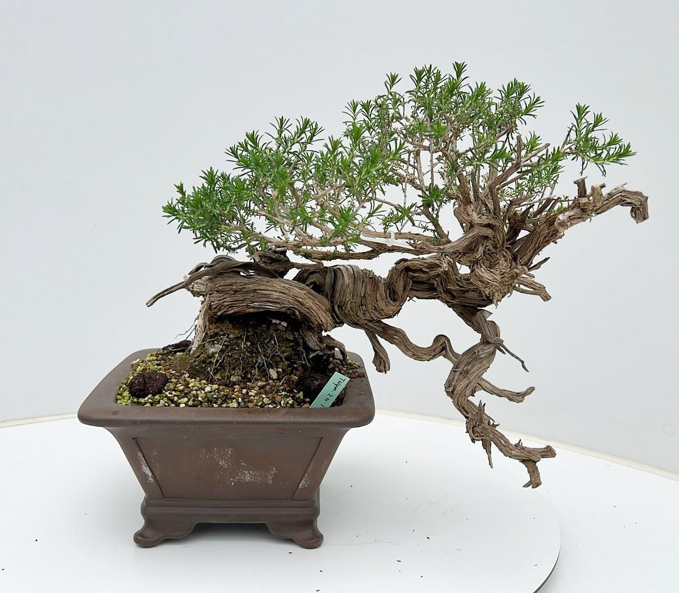 Lodder Bonsai BV Thymus vulgaris (Thyme) Pack of 1