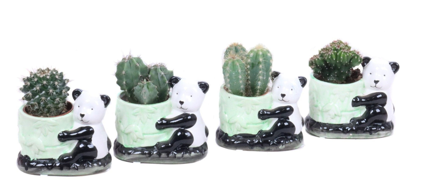 Cactus mix (+ drp.panda) 15cm 10cm Pot