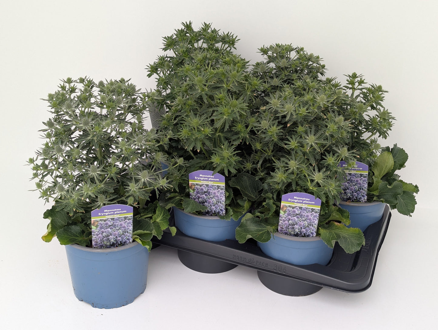 Eryngium planum 40cm 17cm Pot
