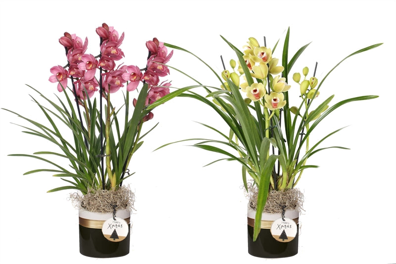 Cymbidium mix 60cm 12cm Pot