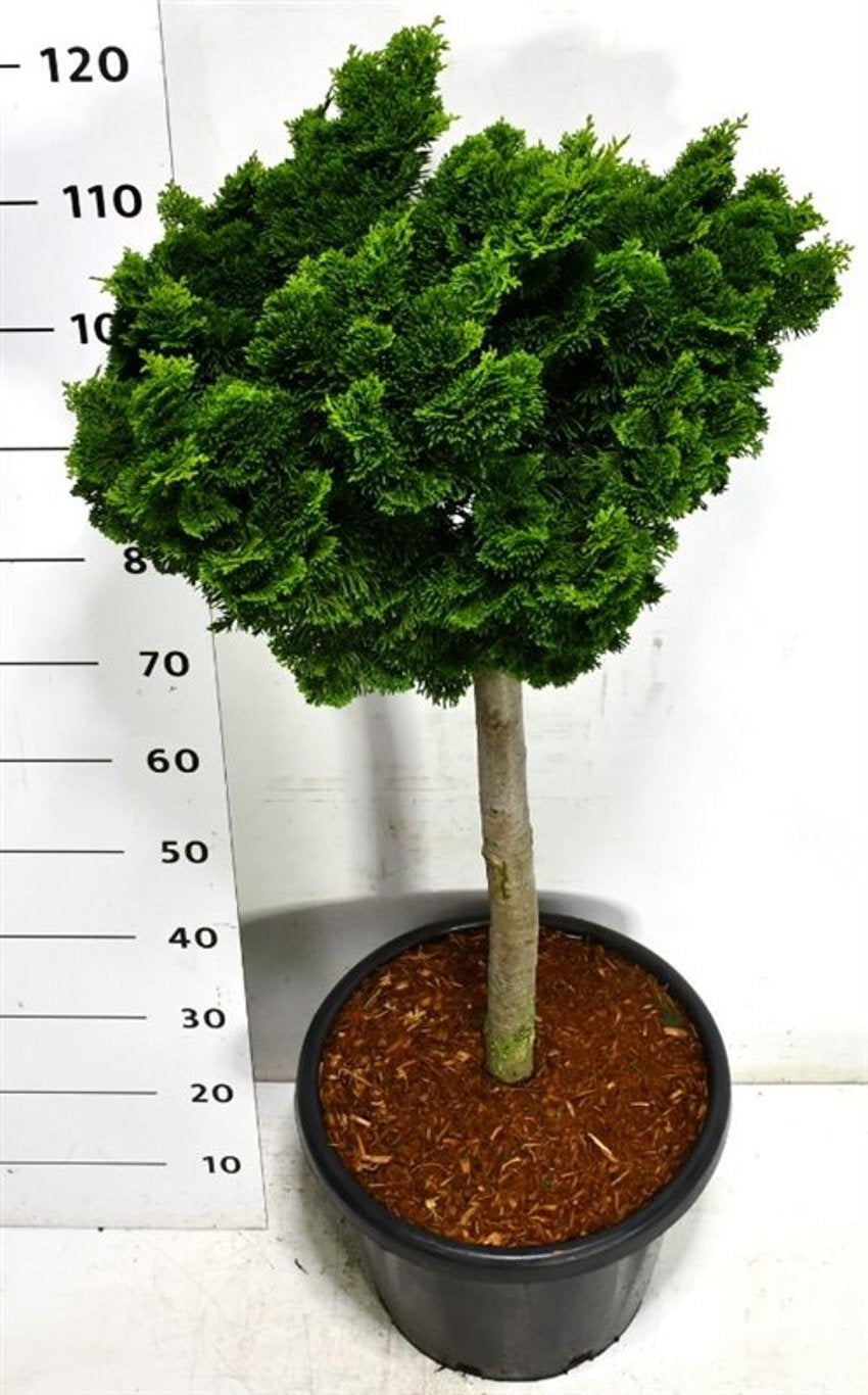 Chamaecyparis obtusa Nana Gracilis 125cm 38cm Pot